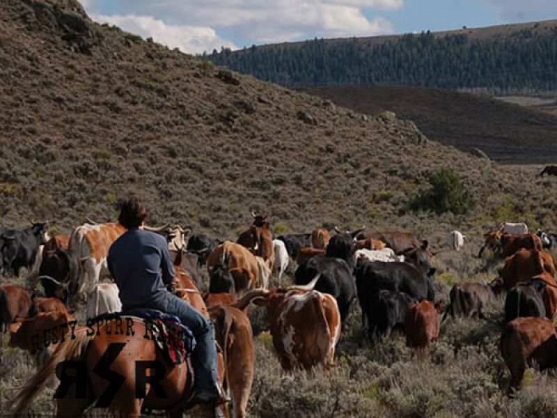 Working Cattle Drives
